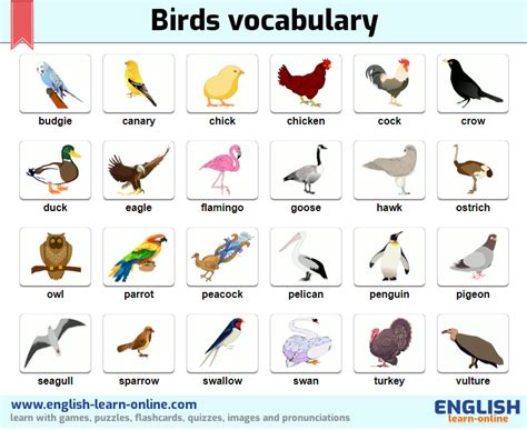 verdin. wigeon. weaver. winter. whydah. willet. xenops. yuhina. All 6 letter birds: Here you can discover a comprehensive list of Six-letter bird names in the English language.